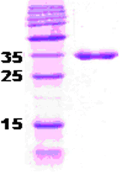SDS-PAGE - Recombinant Human Hsp40 protein (Tag Free) (AB51305)
