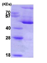 SDS-PAGE - Recombinant Human Hsp47 protein (AB86918)