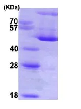 SDS-PAGE - Recombinant Human Hsp47 protein (AB86918)