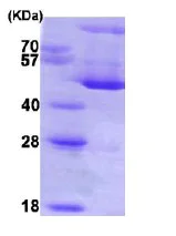 SDS-PAGE - Recombinant Human Hsp47 protein (His tag N-Terminus) (AB86918)