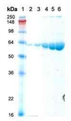 Recombinant Human Hsp60 protein