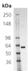SDS-PAGE - Recombinant human Hsp60 protein (AB113192), expandable thumbnail