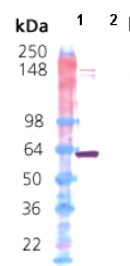 Western blot - Recombinant human Hsp60 protein (AB113192), expandable thumbnail