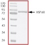 SDS-PAGE - Recombinant Human Hsp60 protein (AB56277), expandable thumbnail
