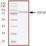 SDS-PAGE - Recombinant Human Hsp60 protein (AB56277)