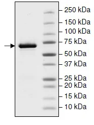 SDS-PAGE - Recombinant Human Hsp70 (mutated Q435A) protein (His tag C-Terminus) (AB198125)