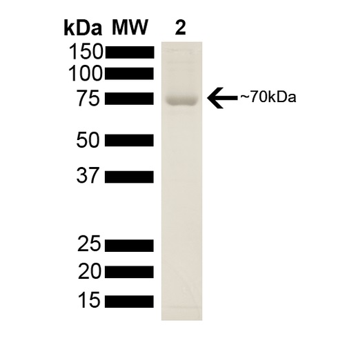 SDS-PAGE - Recombinant human Hsp70 protein (AB78427), expandable thumbnail