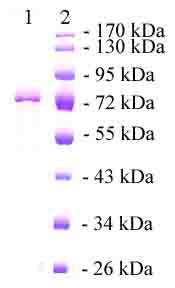SDS-PAGE - Recombinant human Hsp70 protein (AB78427), expandable thumbnail