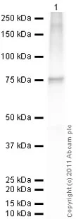 Western blot - Recombinant human Hsp70 protein (AB78427)