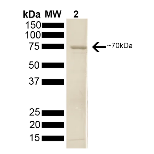 SDS-PAGE - Recombinant human Hsp70 protein (AB78433)