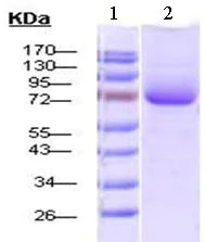 SDS-PAGE - Recombinant human Hsp70 protein (AB80031)
