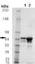 SDS-PAGE - Recombinant human Hsp70 protein (AB92415)