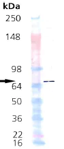 Western blot - Recombinant human Hsp70 protein (AB92415)