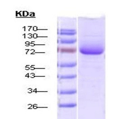SDS-PAGE - Recombinant human Hsp70 protein (Active) (His tag N-Terminus) (AB78434)