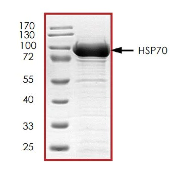 SDS-PAGE - Recombinant Human Hsp70 protein (Tagged) (AB268645)