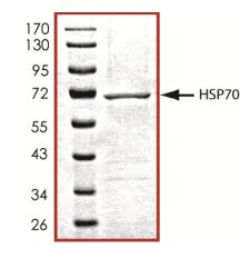 SDS-PAGE - Recombinant Human Hsp70 protein (Tagged-His Tag) (AB268646)