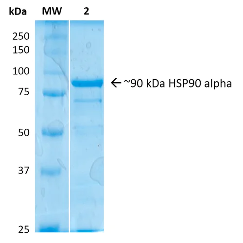 SDS-PAGE - Recombinant Human Hsp90 alpha protein (AB78425)