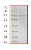 Recombinant Human Hsp90 alpha protein