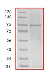 SDS-PAGE - Recombinant Human Hsp90 alpha protein (AB85242)