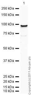 Western blot - Recombinant Human Hsp90 alpha protein (AB85242)
