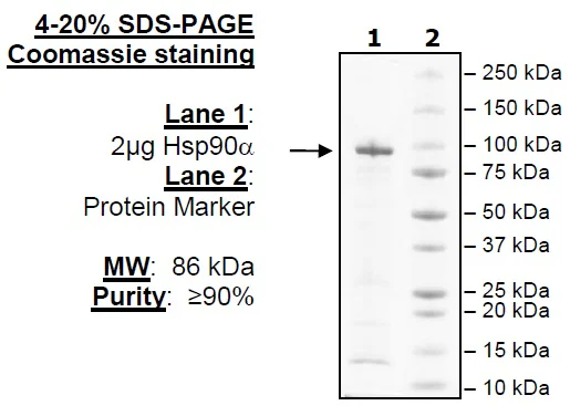 SDS-PAGE - Recombinant human Hsp90 alpha protein (Active) (His tag C-Terminus) (AB80369)