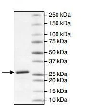 SDS-PAGE - Recombinant human Hsp90 alpha protein (C-terminal end) (Biotin) (6x His tag N-Term + Avi tag N-Term) (AB196407)