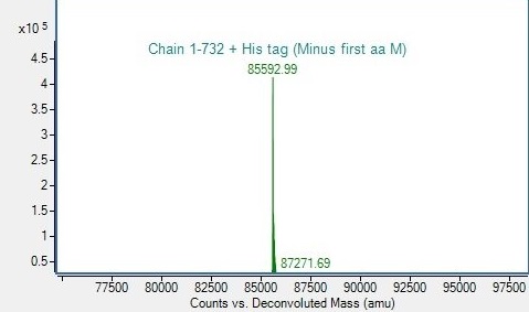 Mass Spectrometry - Recombinant Human HSP90 alpha Protein (His-tag) (AB318253), expandable thumbnail