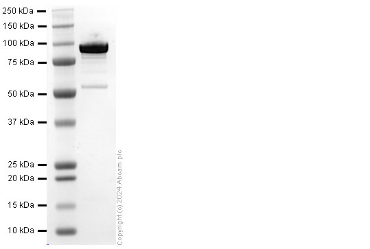 SDS-PAGE - Recombinant Human HSP90 alpha Protein (His-tag) (AB318253), expandable thumbnail