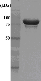 SDS-PAGE - Recombinant Human Hsp90 alpha protein (His tag) (AB48801), expandable thumbnail