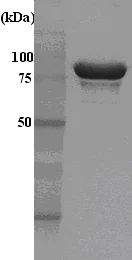 SDS-PAGE - Recombinant Human Hsp90 alpha protein (His tag N-Terminus) (AB48801)