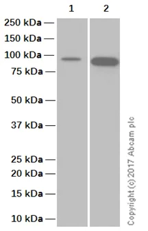 Western blot - Recombinant human Hsp90 beta protein (Active) (AB80033)