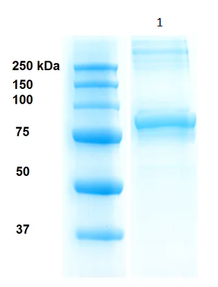 SDS-PAGE - Recombinant human Hsp90 beta protein (Active) (Tag Free) (AB80033)