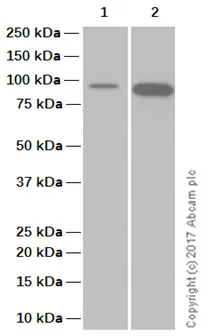 Western blot - Recombinant human Hsp90 beta protein (Active) (Tag Free) (AB80033)