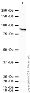 Western blot - Recombinant human Hsp90 beta protein (Active) (Tag Free) (AB80033)