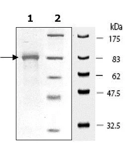 SDS-PAGE - Recombinant Human Hsp90 beta protein (His tag C-Terminus) (AB80353)