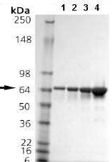 Recombinant human HSPA2 protein