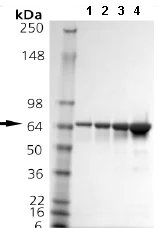 SDS-PAGE - Recombinant human HSPA2 protein (AB92433)