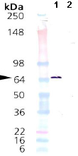 Western blot - Recombinant human HSPA2 protein (AB92433)