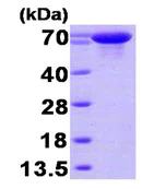 SDS-PAGE - Recombinant Human HSPA6 protein (His tag N-Terminus) (AB89366)