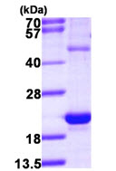 SDS-PAGE - Recombinant Human HSPB3 protein (denatured) (His tag N-Terminus) (AB111632)
