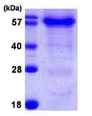 SDS-PAGE - Recombinant Human HSPBAP1 protein (AB107135)
