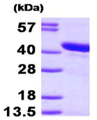 SDS-PAGE - Recombinant Human HspBP1 protein (AB95268)