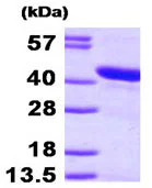 SDS-PAGE - Recombinant Human HspBP1 protein (His tag N-Terminus) (AB95268)