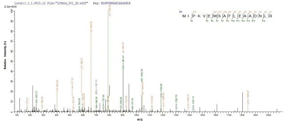 Mass Spectrometry - Recombinant Human HSPC152 protein (Tagged) (AB239546)