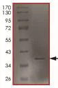 SDS-PAGE - Recombinant Human htrA1 protein (His tag) (AB217834)