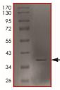 SDS-PAGE - Recombinant Human htrA1 protein (His tag N-Terminus) (AB217834)