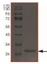 SDS-PAGE - Recombinant Human HtrA2 / Omi protein (His tag) (AB217833)