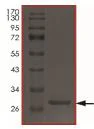 SDS-PAGE - Recombinant Human HtrA2 / Omi protein (His tag N-Terminus) (AB217833)