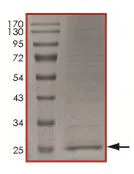 SDS-PAGE - Recombinant Human htrA4 protein (AB190385)