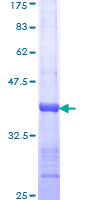 SDS-PAGE - Recombinant Human Huntingtin protein (GST tag N-Terminus) (AB112300)